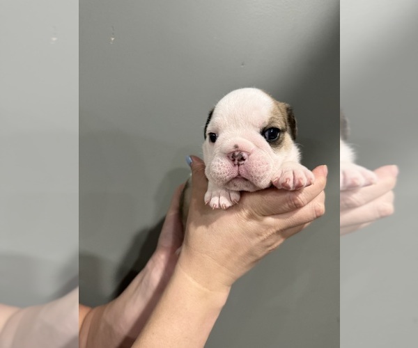 Medium Photo #18 English Bulldog Puppy For Sale in EVEREST, KS, USA