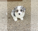 Small Photo #4 Cardigan Welsh Corgi Puppy For Sale in BOERNE, TX, USA