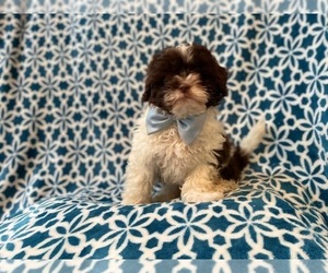 ShihPoo Puppy for sale in LAKELAND, FL, USA