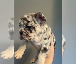 French Bulldog Puppy for sale in LEXINGTON, KY, USA