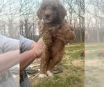 Small Photo #4 Goldendoodle Puppy For Sale in MANSFIELD, MO, USA