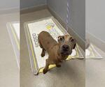 Small Great Dane Mix