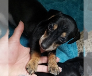 Chiweenie Puppy for sale in NEWAYGO, MI, USA