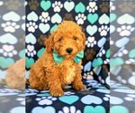 Small Photo #3 Goldendoodle Puppy For Sale in LEOLA, PA, USA