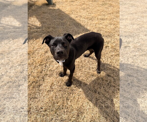 Medium Photo #5 Mutt Puppy For Sale in St. Louis Park, MN, USA