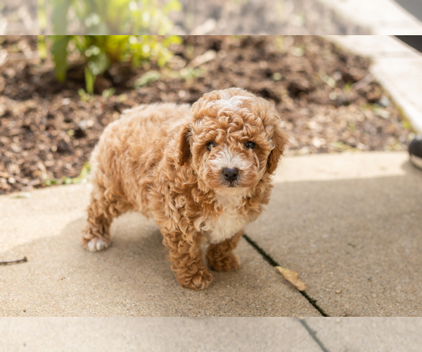 Medium Photo #4 Poodle (Miniature) Puppy For Sale in NAPPANEE, IN, USA