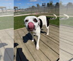 Small Photo #2 American Staffordshire Terrier-Unknown Mix Puppy For Sale in Pierceton , IN, USA