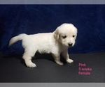 Small Photo #13 Golden Retriever Puppy For Sale in ROMULUS, MI, USA