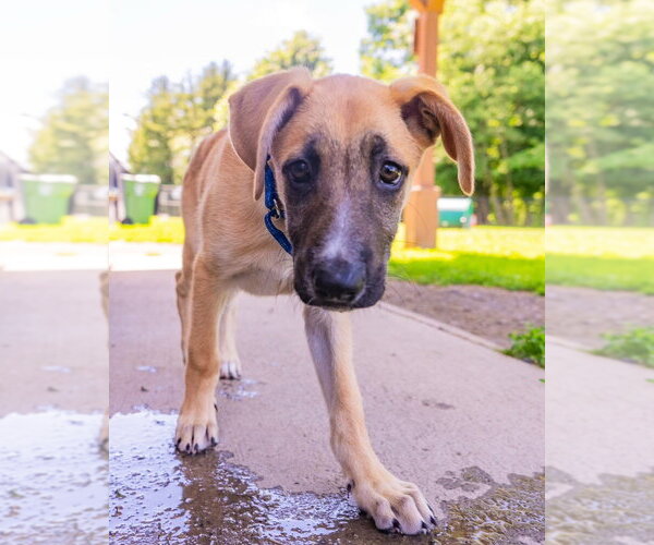Medium Photo #12 Labrador Retriever-Unknown Mix Puppy For Sale in Brewster, NY, USA