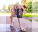 Small #11 Labrador Retriever Mix
