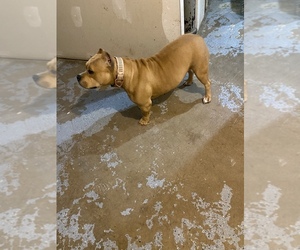 American Bully Puppy for sale in CALUMET CITY, IL, USA