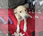 Small #2 Labrador Retriever Mix