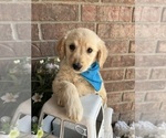 Small Photo #6 Golden Retriever Puppy For Sale in RICHLAND, MO, USA