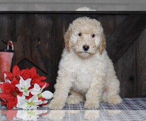 Labradoodle-Poodle (Miniature) Mix Puppy for sale in FREDERICKSBG, OH, USA