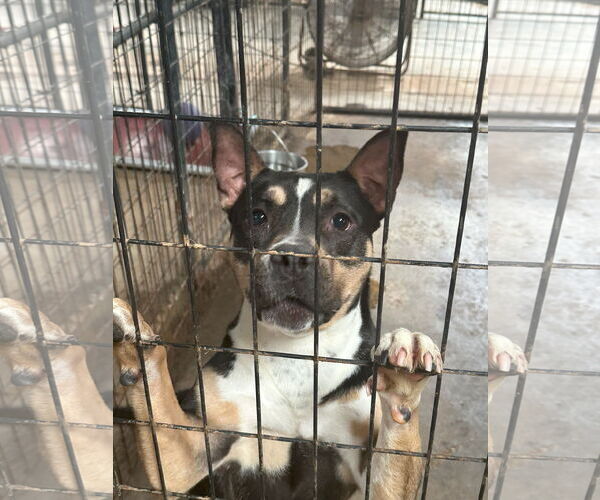 Medium Photo #1 Mutt Puppy For Sale in Jackson, MS, USA
