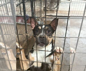 Mutt Dogs for adoption in Jackson, MS, USA
