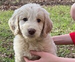 Small Photo #5 Goldendoodle Puppy For Sale in MORELAND, GA, USA