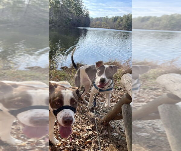 Medium Photo #4 Mutt Puppy For Sale in Candler, NC, USA