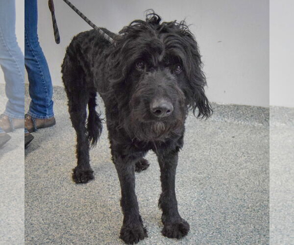 Medium Photo #5 Poodle (Standard)-Unknown Mix Puppy For Sale in Huntley, IL, USA