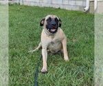 Small #8 Mastiff