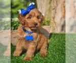 Small #2 Goldendoodle (Miniature)