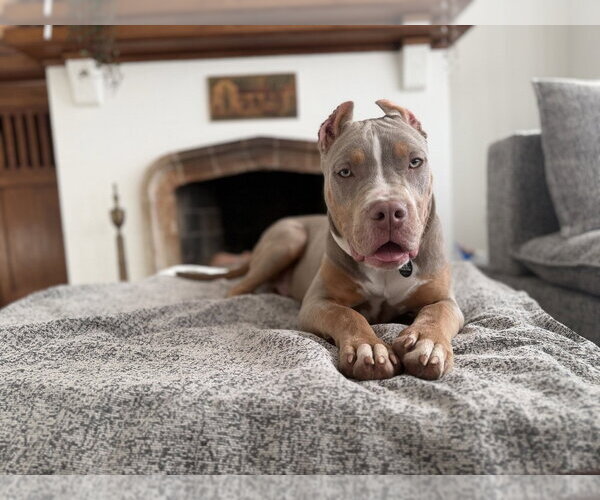 Medium Photo #2 Mutt Puppy For Sale in Pacifica, CA, USA