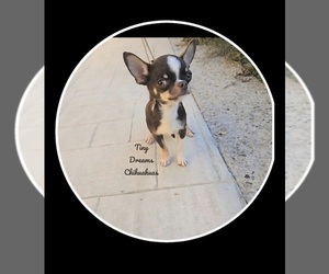 Deals puppyfinder chihuahua