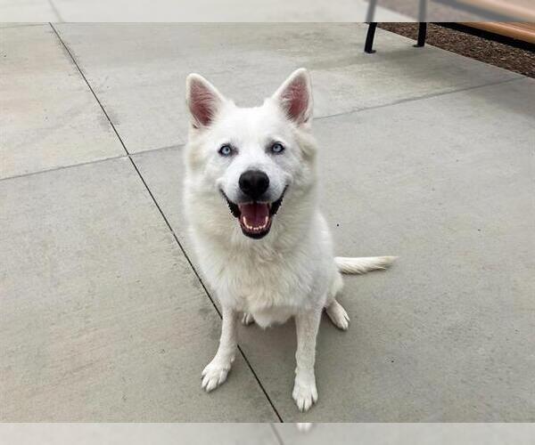 Medium Photo #1 Siberian Husky Puppy For Sale in Orange, CA, USA