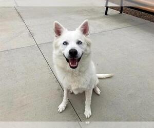 Siberian Husky Dogs for adoption in Orange, CA, USA