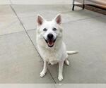Small Siberian Husky