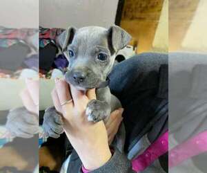 Mutt Dogs for adoption in New York, NY, USA