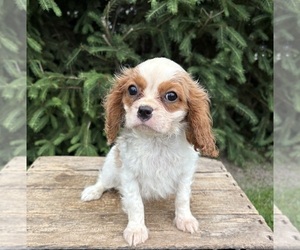 Cavalier King Charles Spaniel Puppy for sale in MIDDLEBURY, IN, USA