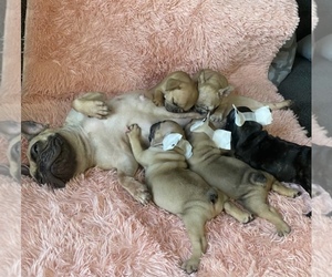 Mother of the French Bulldog puppies born on 05/03/2021
