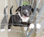 Small Photo #4 Bull Terrier Puppy For Sale in LONG BEACH, CA, USA