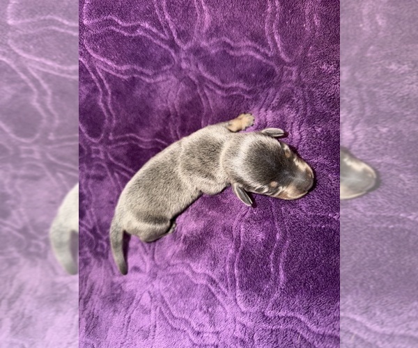Medium Photo #24 Dachshund Puppy For Sale in BLMGTN, IN, USA