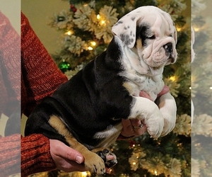 Olde English Bulldogge Puppy for sale in HOOKERTON, NC, USA