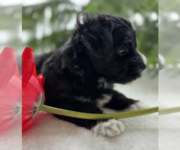 Medium Photo #4 Morkie Puppy For Sale in ROCK STREAM, NY, USA