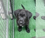 Puppy 4 German Shepherd Dog-Labradoodle Mix