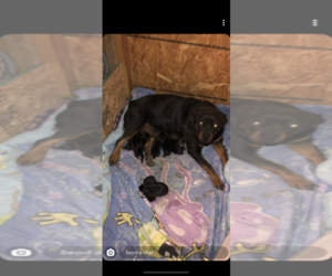Mother of the Rottweiler puppies born on 11/23/2019
