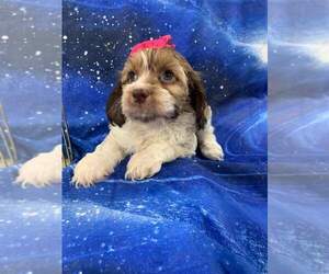 Cocker Spaniel-Poodle (Miniature) Mix Puppy for sale in INDIANAPOLIS, IN, USA