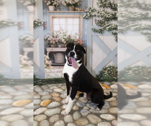 Medium Photo #3 Black Mouth Cur Puppy For Sale in Corpus Christi, TX, USA