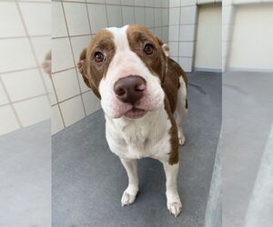 American Pit Bull Terrier-Unknown Mix Dogs for adoption in Corpus Christi, TX, USA