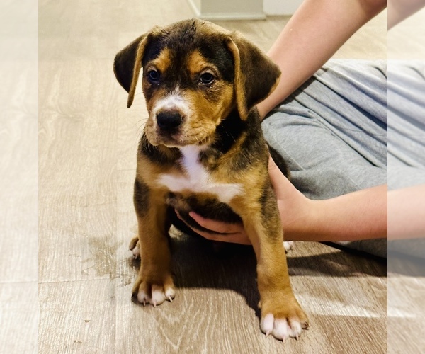 Medium Photo #1 Mutt-Rottweiler Mix Puppy For Sale in AUSTIN, TX, USA