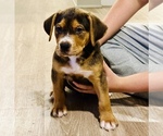 Small Photo #1 Mutt-Rottweiler Mix Puppy For Sale in AUSTIN, TX, USA