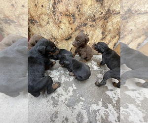 Doberman Pinscher Puppy for sale in SOUTH GATE, CA, USA