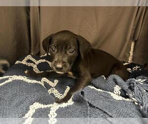 A123424 - Male Mutt Dog for Adoption