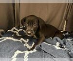 A123424 - Male Mutt Dog for Adoption - Small photo