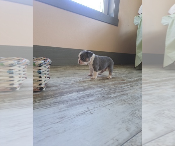 Medium Photo #4 French Bulldog Puppy For Sale in BREMEN, IN, USA