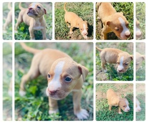 American Pit Bull Terrier Puppy for Sale in TRENTON, New Jersey USA