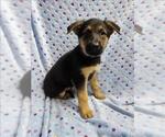 Small German Shepherd Dog Mix